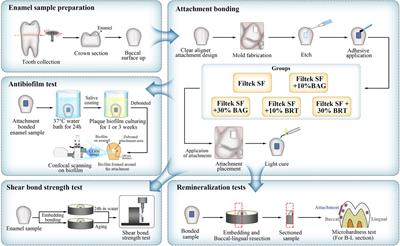 Bioceramic micro-fillers reinforce antibiofilm and remineralization properties of clear aligner attachment materials